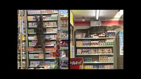 Giant Lizard Takes Over Market