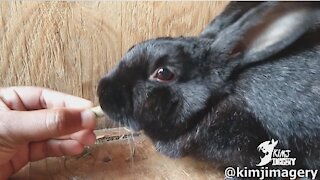 One minute of rabbit eating treat