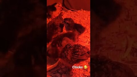 Australorp and Dominant Copper Chicks