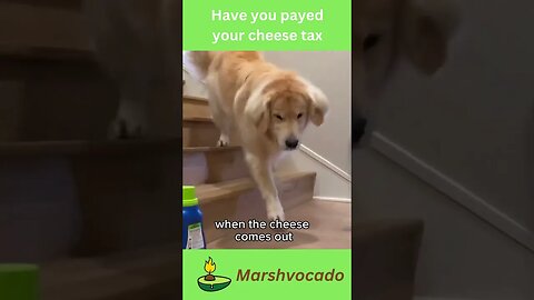 Cute dog comes to collect the cheese tax #shorts #dogsoftiktok #cheesetax #marshvocado #fyp #pet