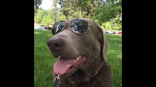 Super chill dog wearing aviator sunglasses