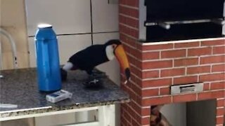 Mischievous toucan steals cigarette