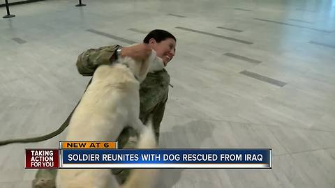 U.S. Soldier reuniting with dog she rescued more than a year ago in Iraq