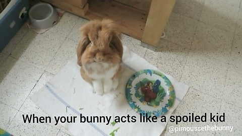 When your bunny acts like a spoiled kid