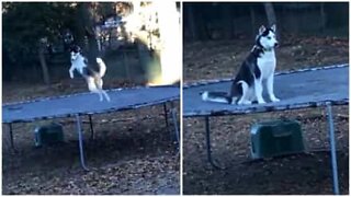 Dog has fun jumping on trampoline until he realizes he's being watched!