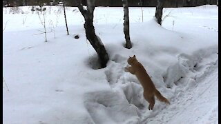 Red Tom cat, he didn't like the tree