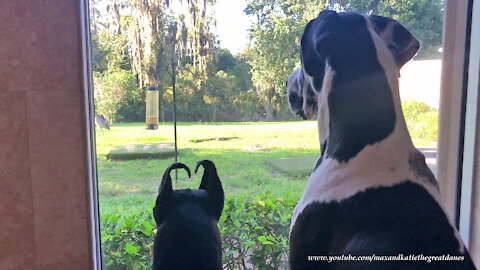 Great Danes Enjoy Watching Turkeys Run From Noisy Sand Hill Cranes