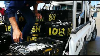 SOUTH AFRICA - Durban - Sardines being netted at Durban beachfront (Videos) (aE3)