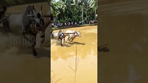 പുല്ലാളൂർ കാളപൂട്ട് മത്സരം 2023 | Pullaloor Kalapoottu Malsaram | Oxen / Bull Race | Yaathra | S#173