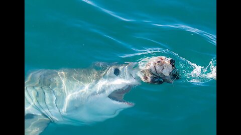 Decapitated by Great White Shark