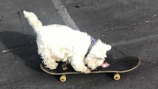 Skateboarding dog refuses to go home!