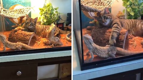 Cat climbs into lizard's terrarium for playtime