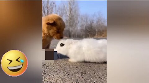 Puppy and Rabbit wait for ride on the side of the road