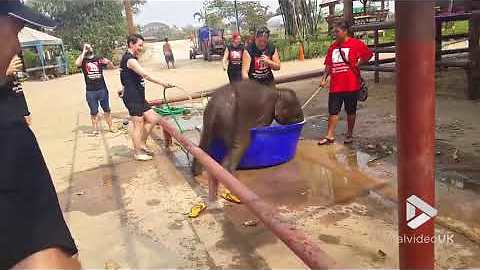Adorable Baby Elephant Loves Taking Baths