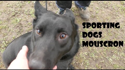 Amendes covid au Sporting Dogs Mouscron - Reportage En Colère