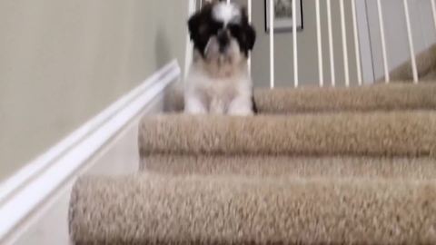 Puppy Learns How To Get Downstairs