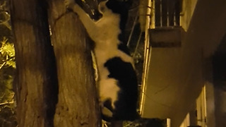 Cat climbing tree after he sees dog!