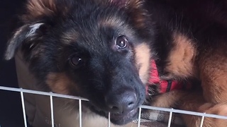German Shepherd Puppy Has The Cutest Case Of Hiccups