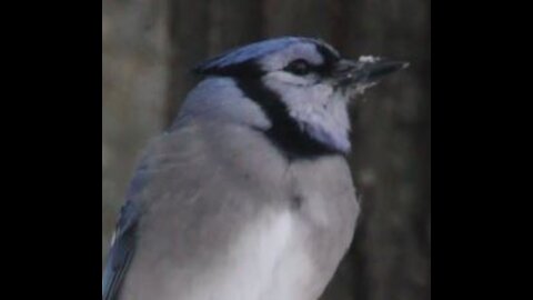 A Curious Blue Jay Watches Me 3501
