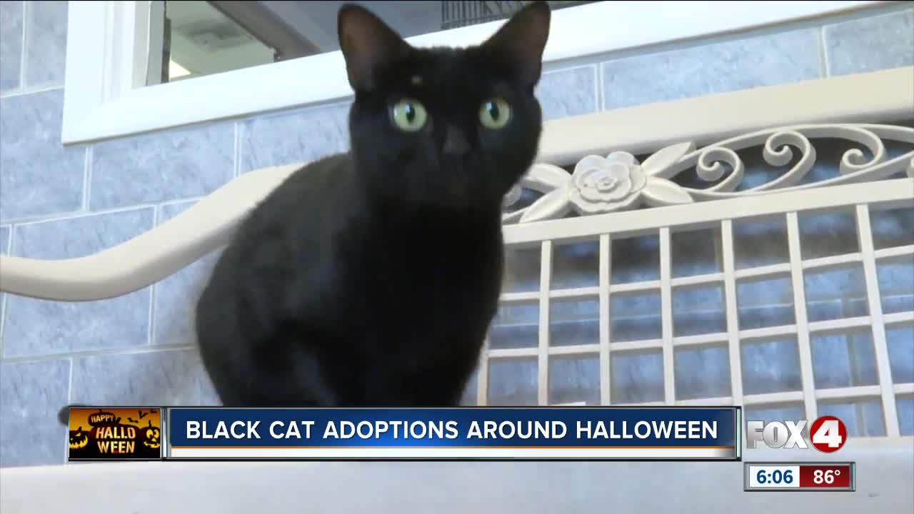 Black cats are adoptable year-round, even on Halloween