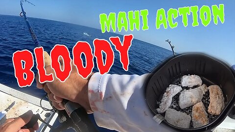 Crazy Islamorada Mahi Fishing & Losing 10s of Thousands of Dollars in one day | Catch and Cook