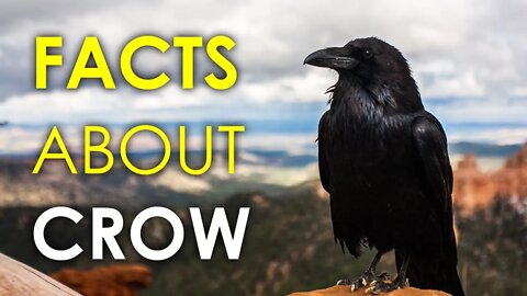 FACTS ABOUT CROW | AMERICAN CROW | BIG BIRDS | WILD LIFE | NATIONAL GEOGRAPHY