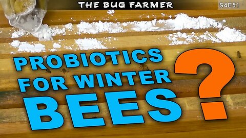 Adding Probiotics to the hives and inspecting the Bee Castle yard. #beekeeping