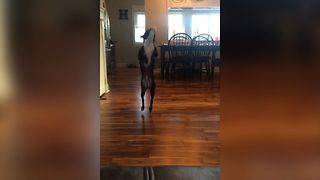 Bouncing Boston Terrier
