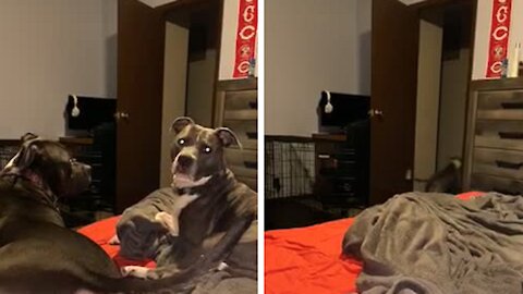 Pit Bulls Can't Contain Excitement When Owner Says "Grandma"