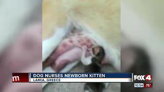 Dog nurses abandoned kitten in Greece