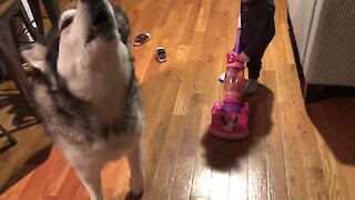 Alaskan Malamute expresses his desire to help vacuum the kitchen