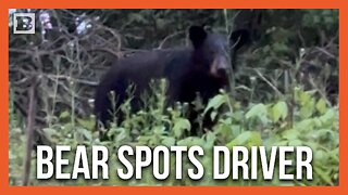 Driver Spots Bear Snooping Around Near Appalachian Trail