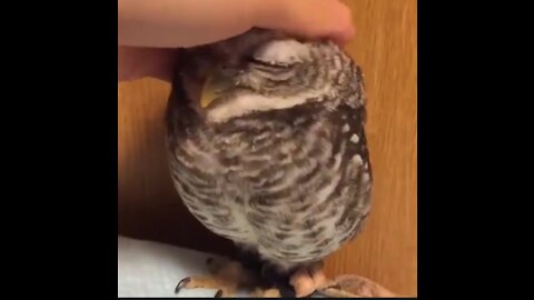 Owl lover pet animals