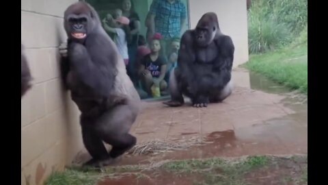 Gorilla's Humanlike behaviour on rainy day