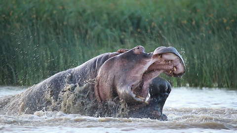 Angry Hippos In Brutal Fight: SNAPPED IN THE WILD