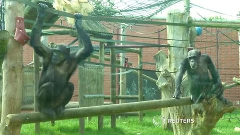 Helping chimps hang on to their wild side