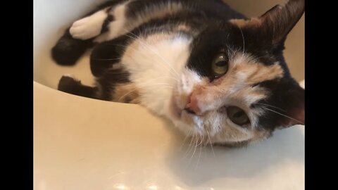 Why is the Radioactive Calico Crazy Cat squirming around in the sink?