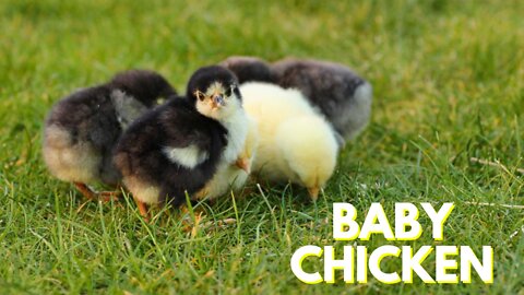 Cute Baby Chicken Video By Kingdom Of Awais