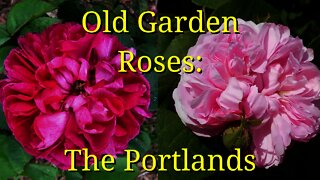 The Portland Roses: Old Garden Roses