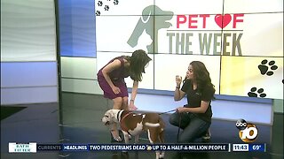 Pet of the Week: Bri