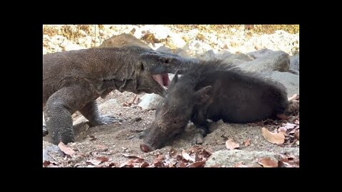 New Attack: Komodo Dragons Attack Wild Boar