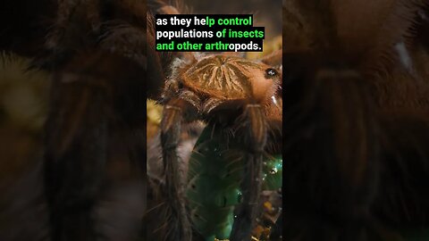Tarantulas are VITAL to the Ecosystem!