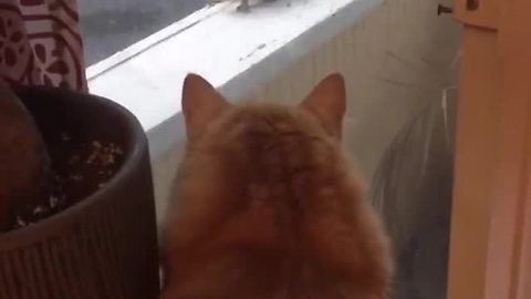 Frustrated cat helplessly watches fearless squirrel