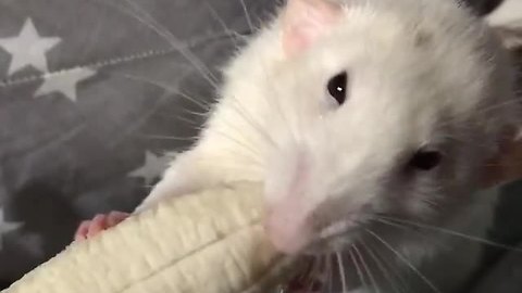 Pet rat chows down on banana