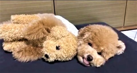 Poodle lovingly cuddles favorite stuffed animal