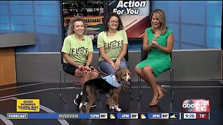 Rescues in Action Sept. 28: Honey needs forever home
