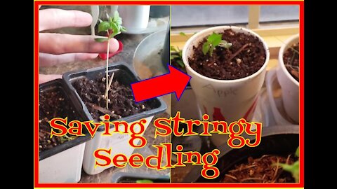 Re-potting a Stringy Apple Tree Seedling to (hopefully) Save It - ASMR