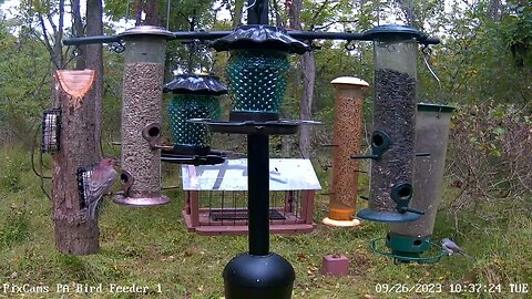 Purple finch visits new PA Bird Feeder 1 9/26/2023