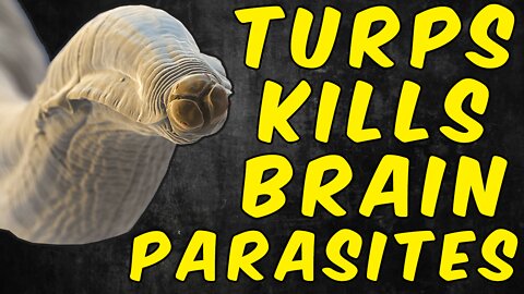 Turpentine Kills Brain Parasites, Here's How!