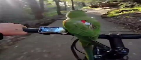 parrot driving a bike